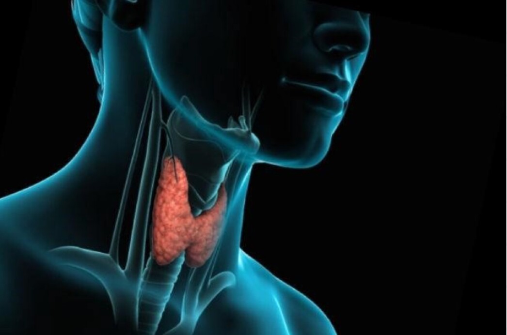 Эндокринология щитовидной железы. Щитовидная железа красиво.